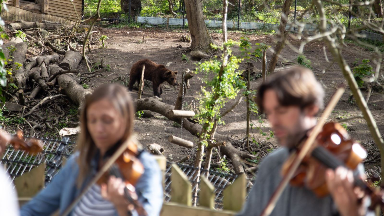 String quartet play in front of the bears at Wild Place Project